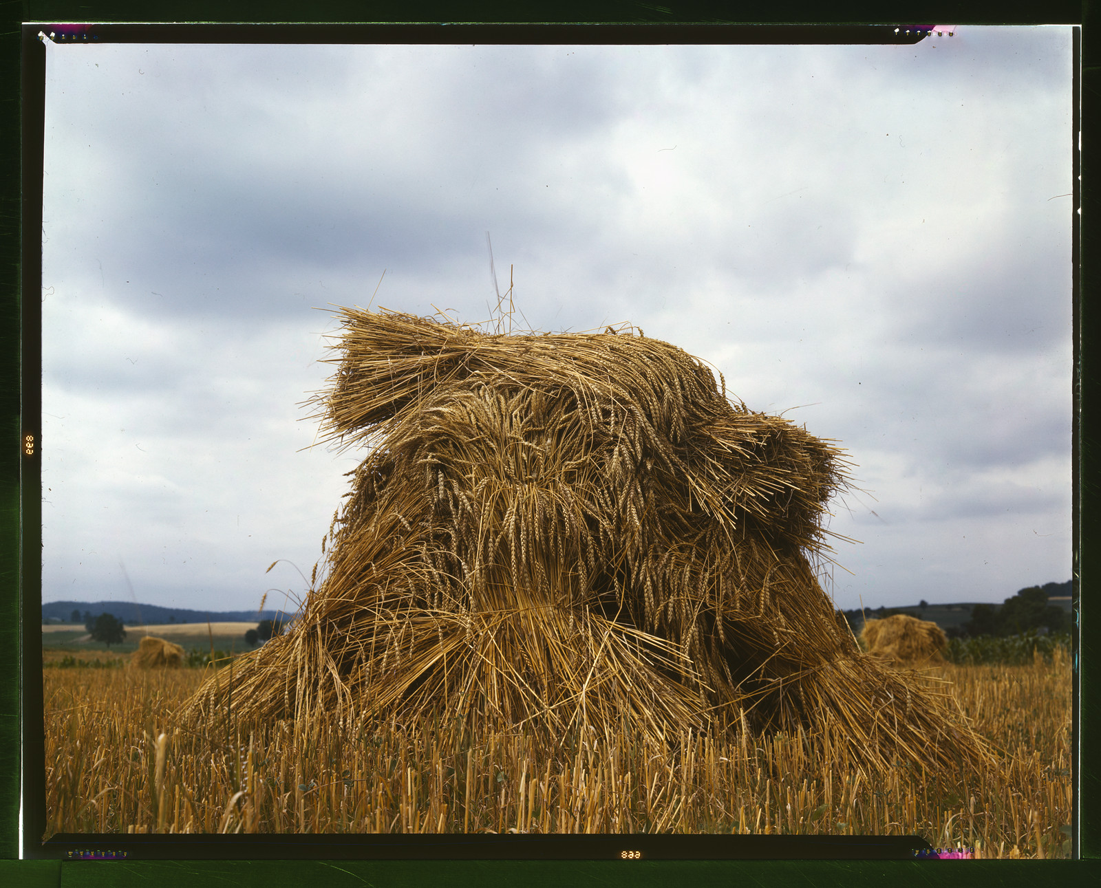 Shock of cut wheat standing in a stubble field — historic image