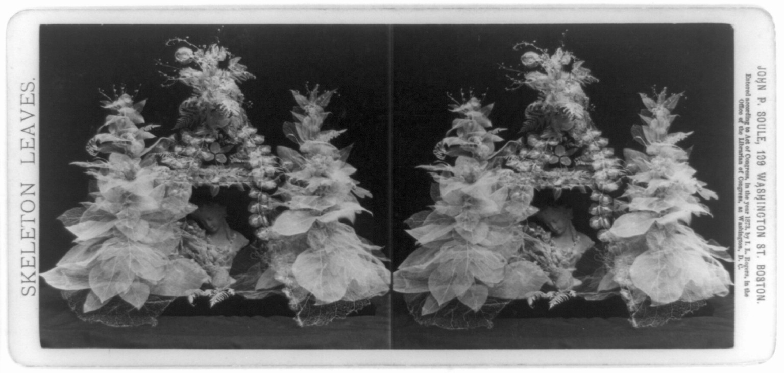 Skeleton leaves / John P. Soule, Boston., c1873. — stereograph