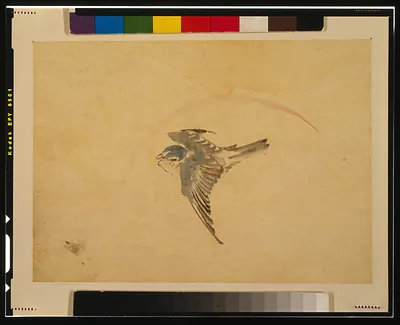 Swallow in flight, painted on paper