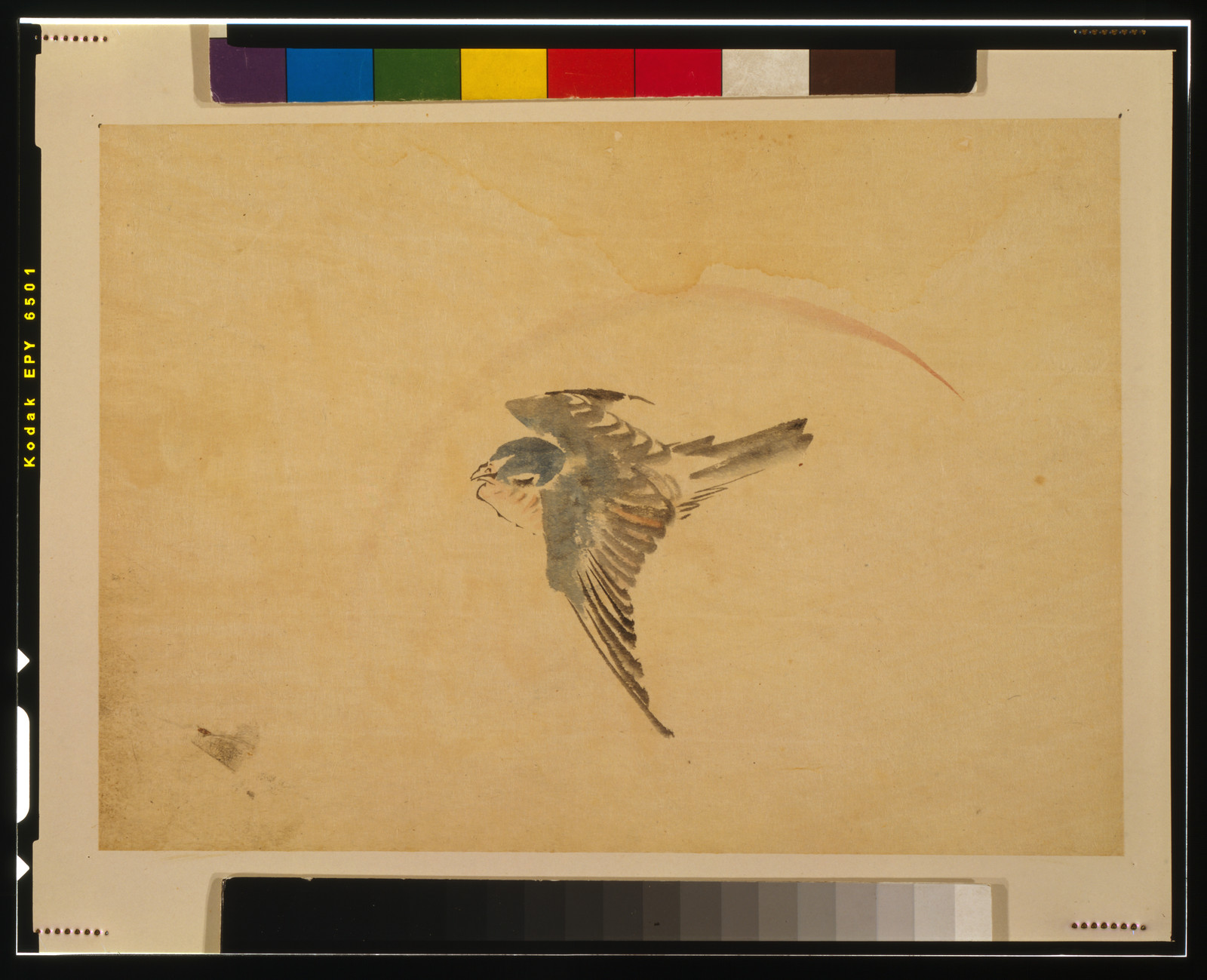 Swallow in flight, painted on paper — historic image