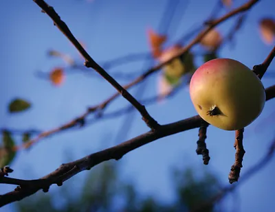 one apple