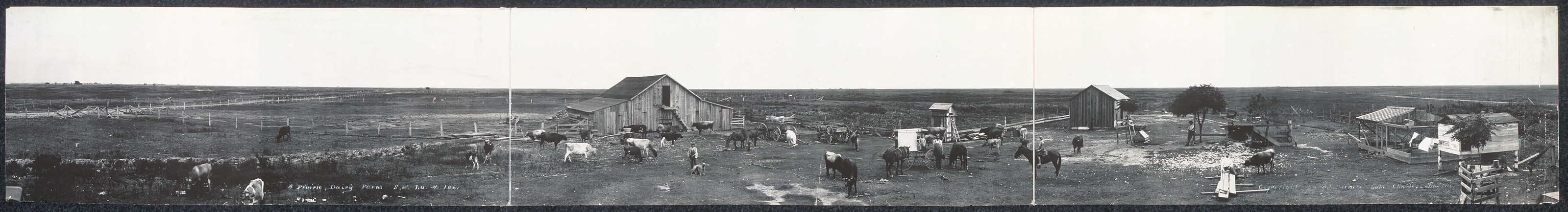 Louisiana dairy farm, 1910, 1910 — historic image