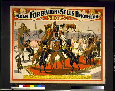 Adam Forepaugh and Sells Brothers great shows consolidated--Colonel Magnus Schult's magnificent $25,000,00 (sic) troup of champion great danes