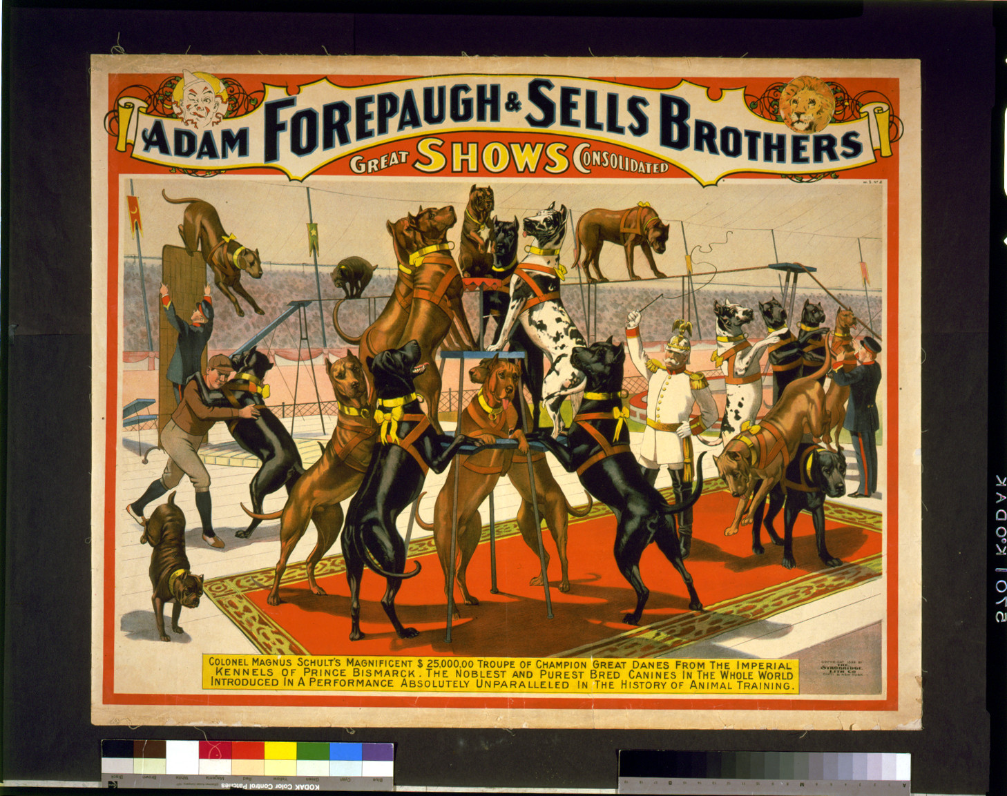 Adam Forepaugh and Sells Brothers great shows consolidated--Colonel Magnus Schult's magnificent $25,000,00 (sic) troup of champion great danes, c1898. — vintage poster