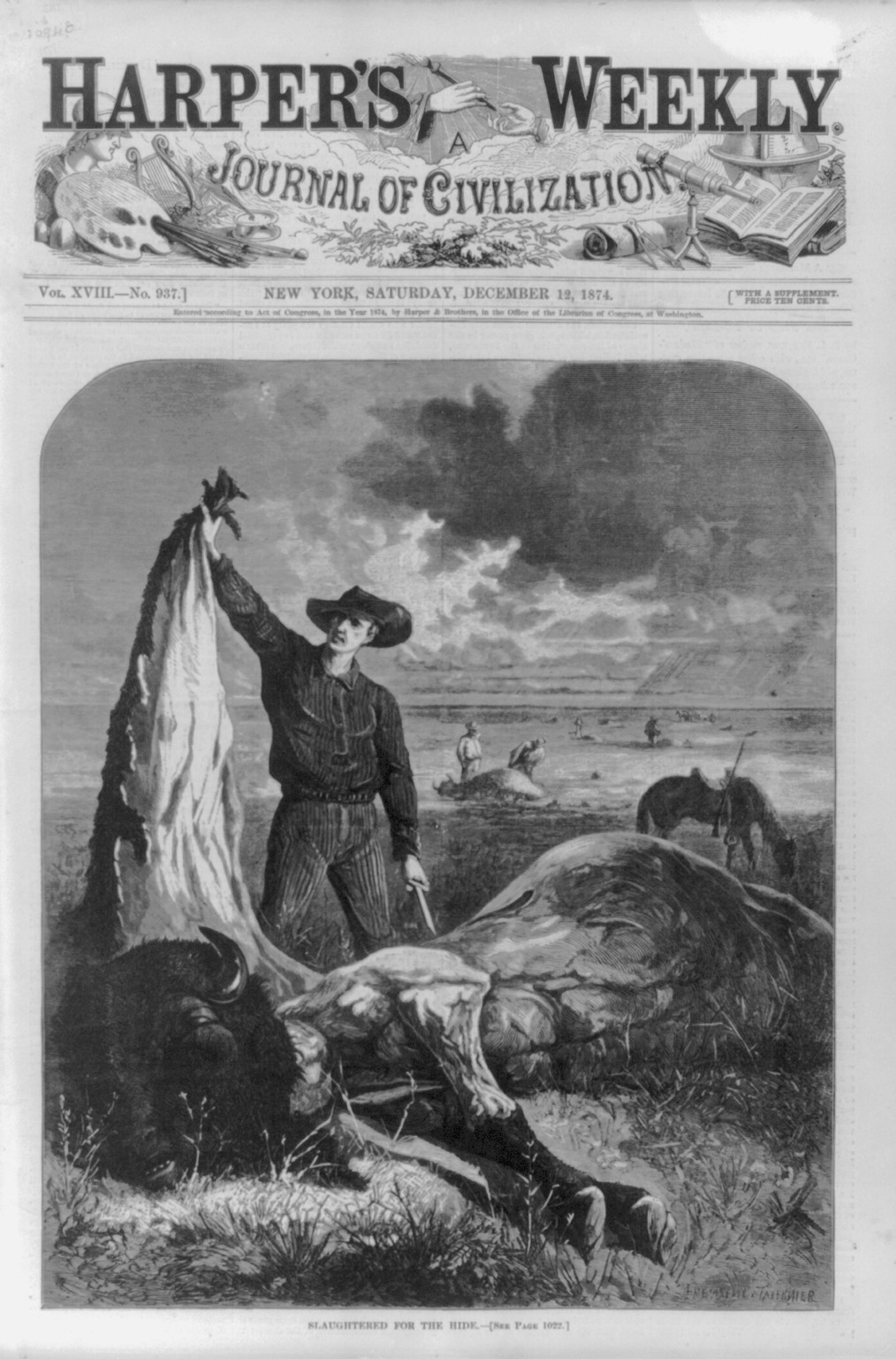 Slaughtered for the Hide, 1874 — antique engraving