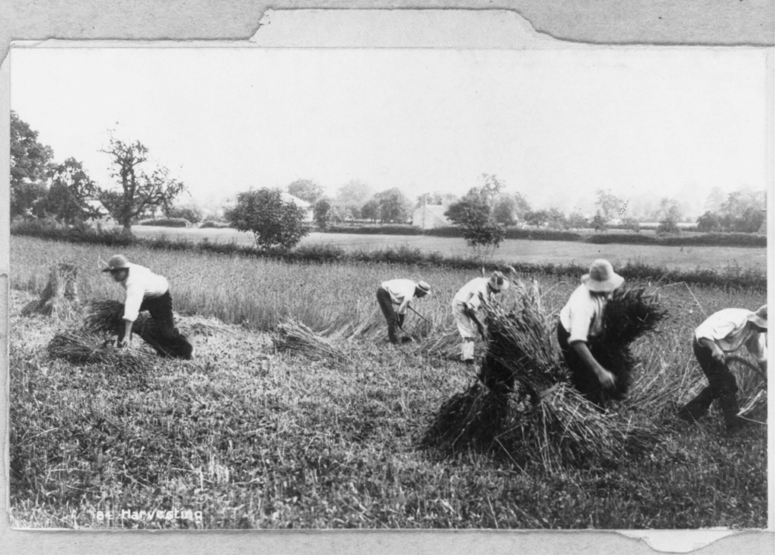 Harvesting, [no date recorded on caption card] — historic photograph
