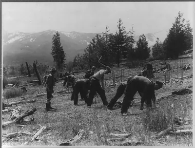 [CCC - Civilian Conservation Corps planting tree seedlings]