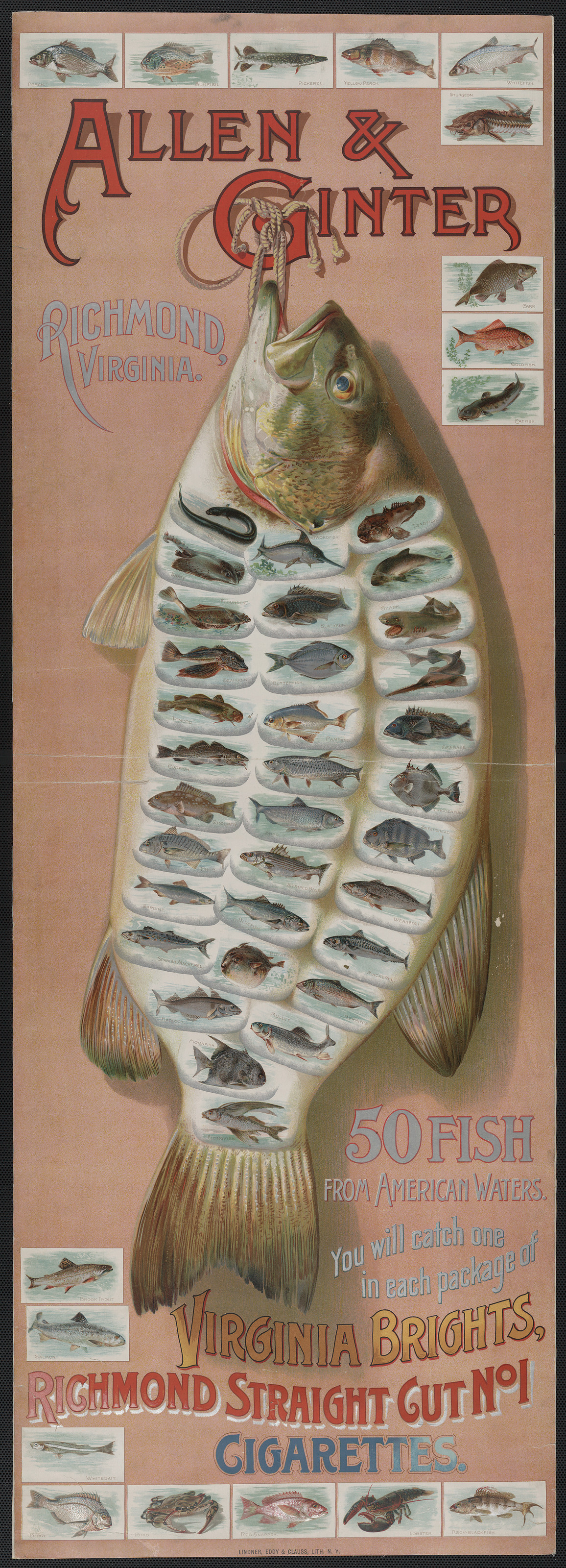 Allen & Ginter cigarette advertisement with 50 fish — historic image
