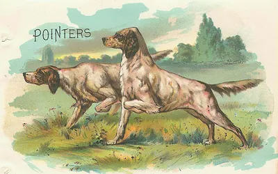 Two pointer dogs in a field, printed 'Pointers'