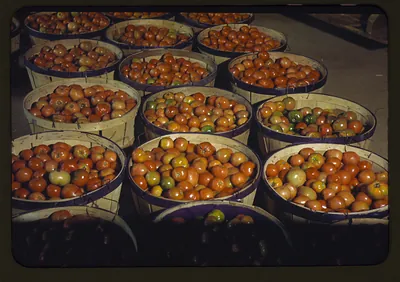 Baskets of tomatoes in wooden bushel baskets