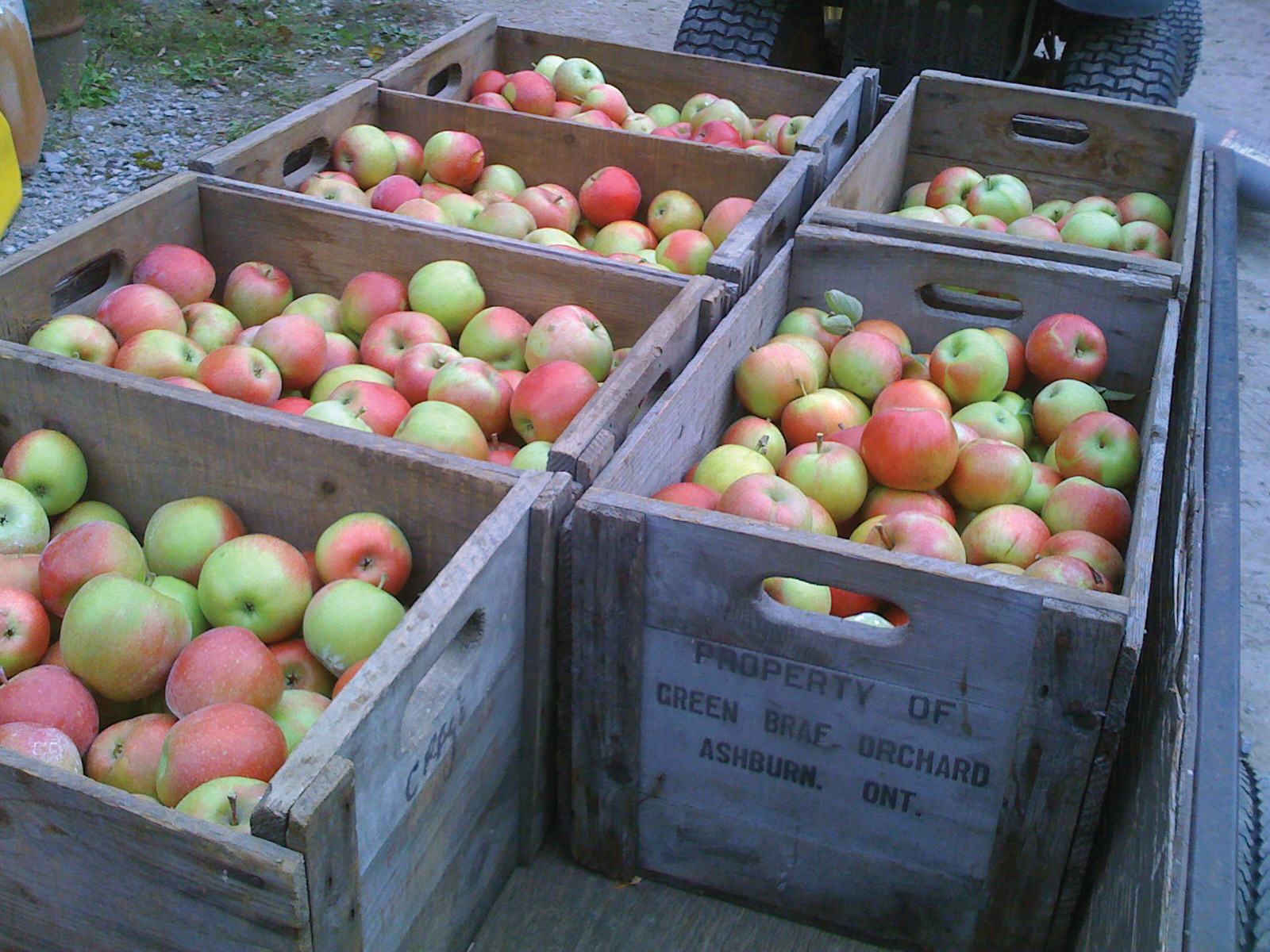 Property of Green Brae Orchard — historic image