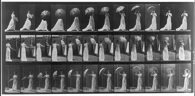 Animal locomotion. Plate 461