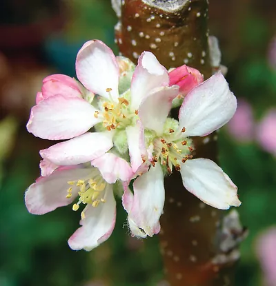 Apple Blossoms in Autumn