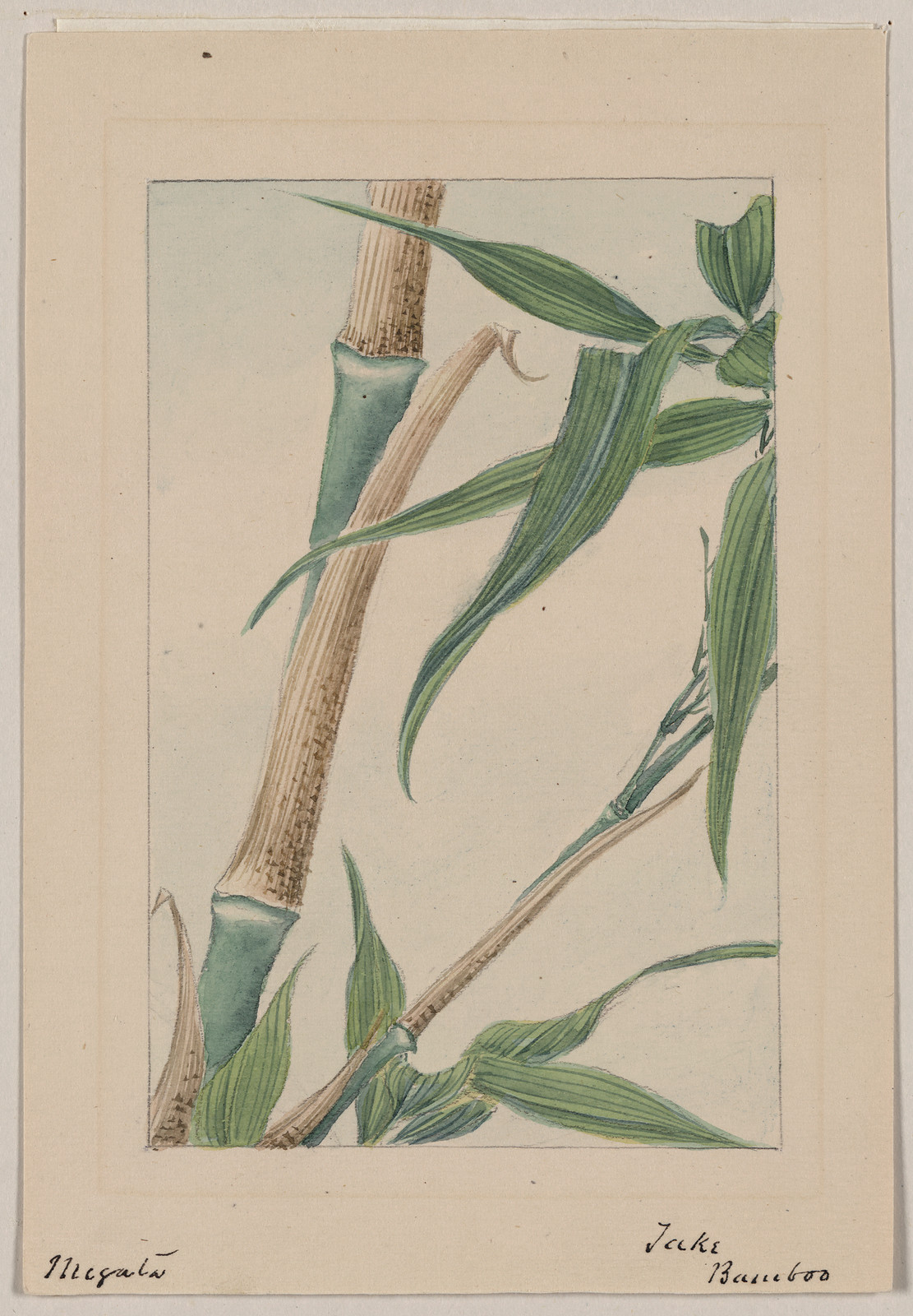 [Japanese drawing], 1750 — historic drawing