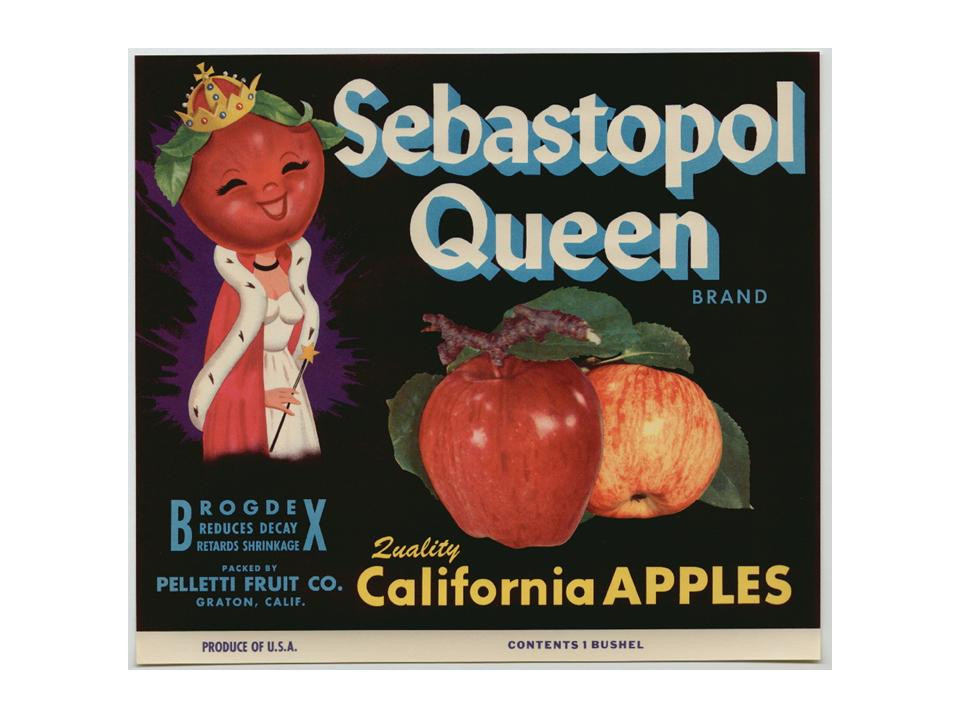 Sebastopol Queen Brand Quality California Apples crate label — historic image