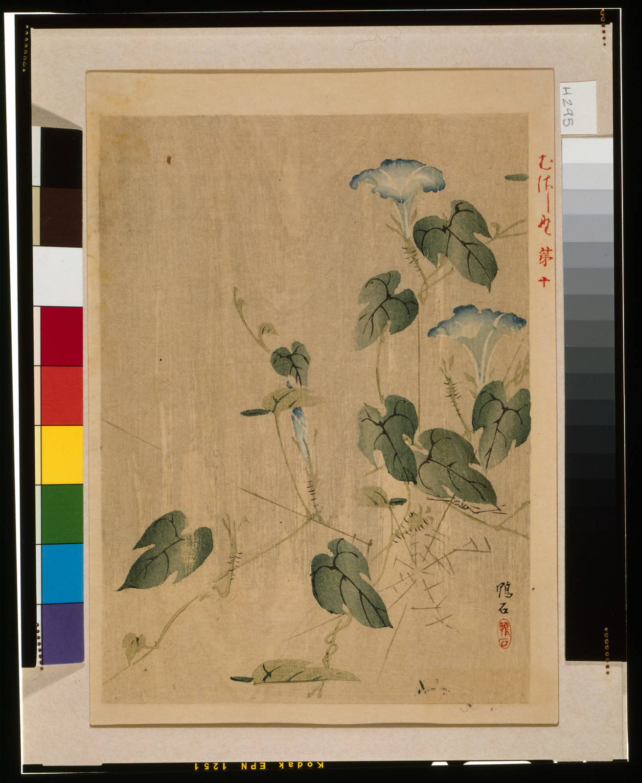 Morning glory vines in a Japanese woodblock print — historic print