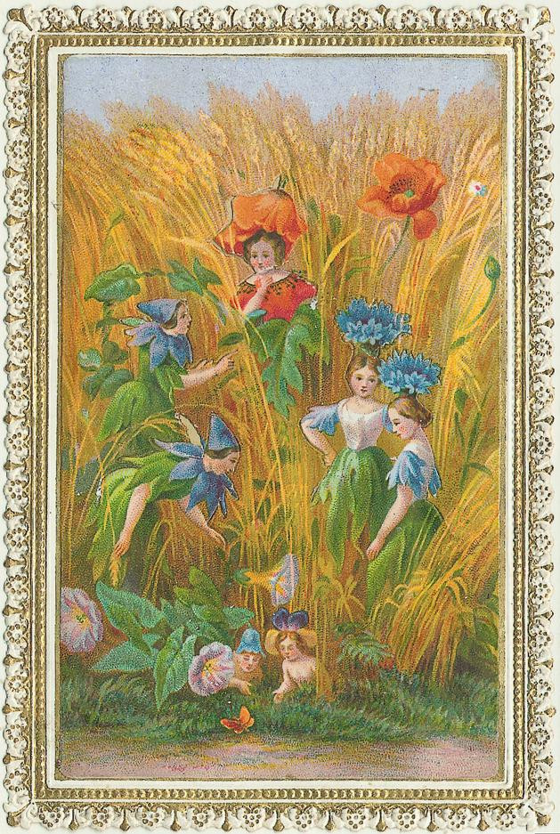 Flower fairies among wheat and poppies in a lace-edged card — historic image
