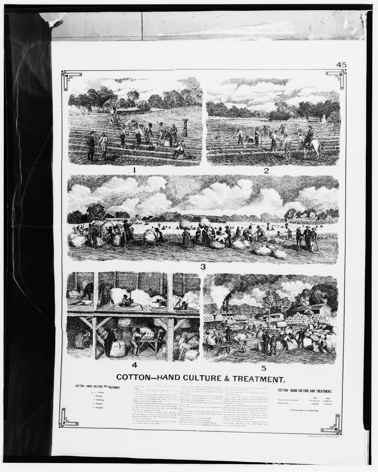 Cotton—Hand Culture & Treatment — historic image
