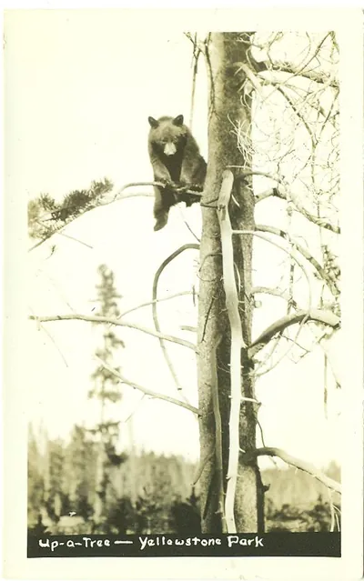 Up-a-Tree — Yellowstone Park