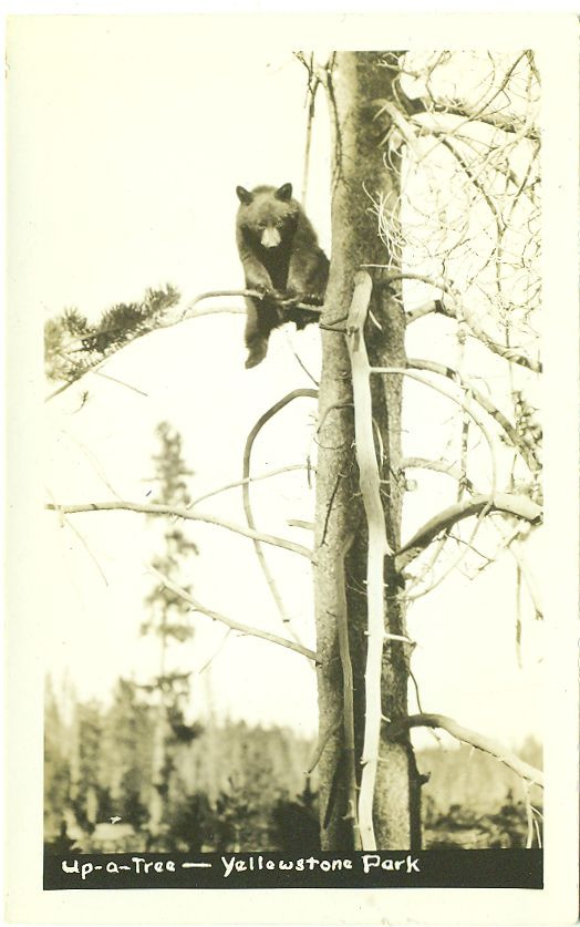Up-a-Tree — Yellowstone Park, 1930 — historic image