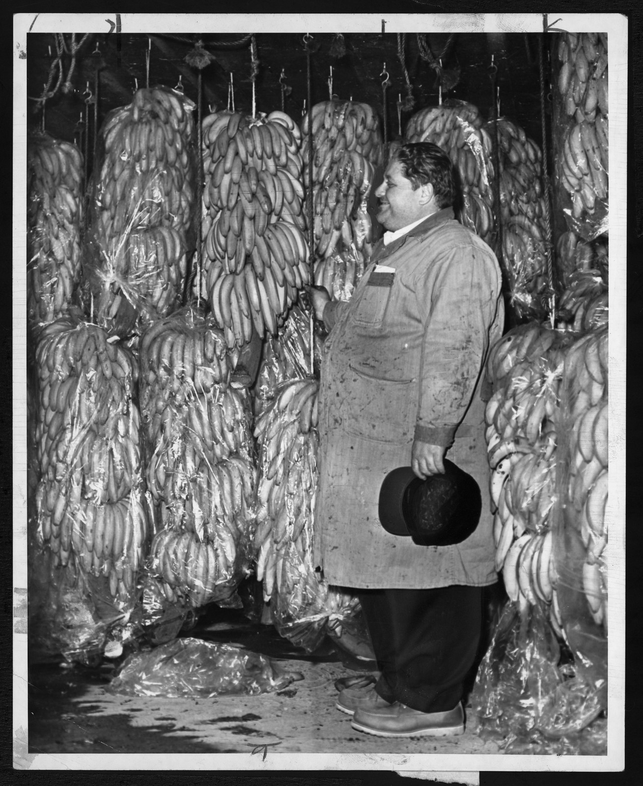 Man in work coat among hanging bunches of bananas — historic image