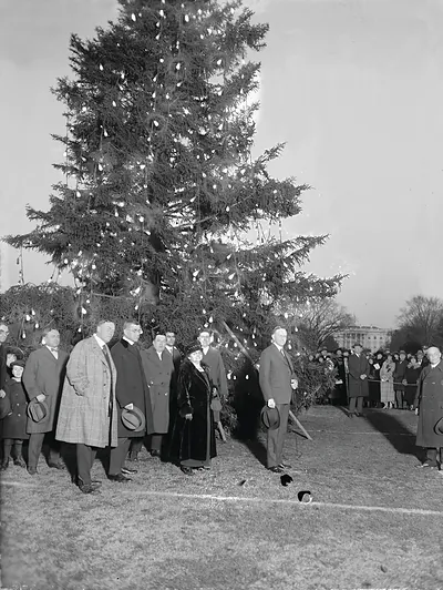 The National Christmas Tree Presented to President Coolidge by Middlebury College as a Gift from his Home State Has Been Set Up in Wash