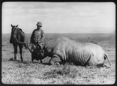 [Theodore Roosevelt in Africa standing behind head of dead rhino and holding reins of horse]