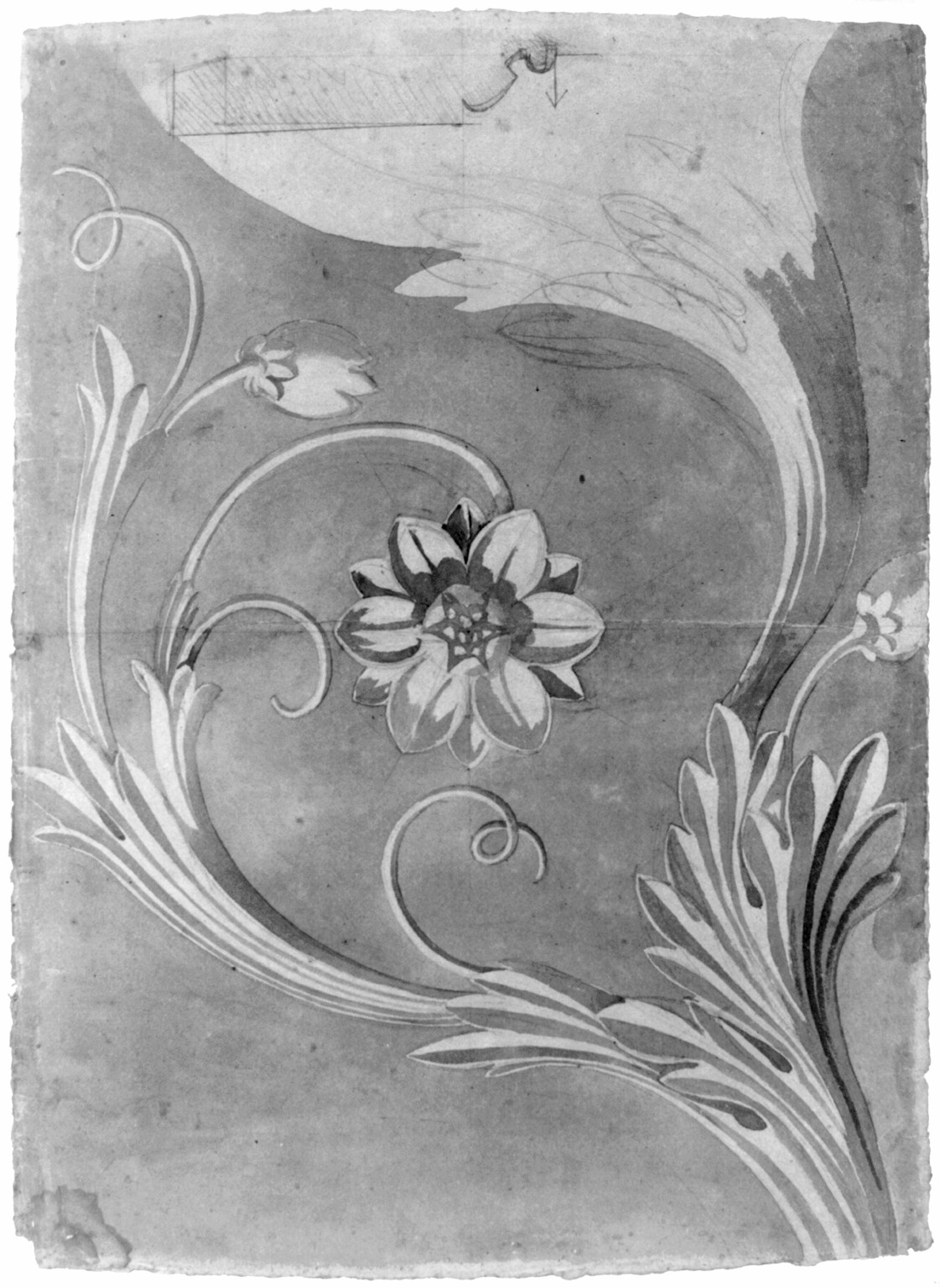 [United States Capitol, Washington, D.C. Floral (magnolia) decorative relief], [between 1803 and 1814] — historic drawing