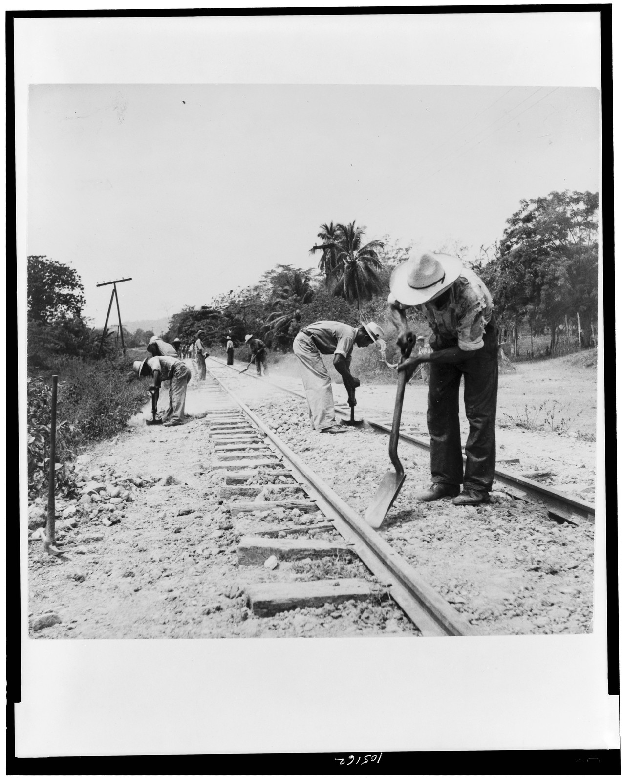 [Gandy dancers pushing ballast underneath tracks of the Tela Railroad Co., Honduras], 1948 Oct. — historic photograph
