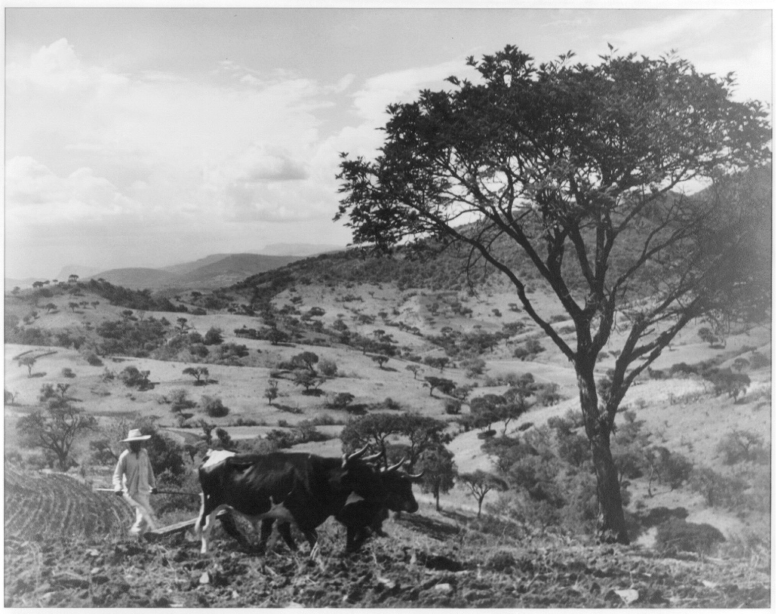 Mexico. Plowing time in Mexico, [between 1925 and 1949] — historic photograph