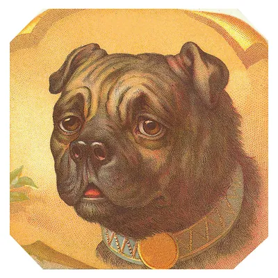 Pug dog head on gold octagonal chromolithograph card