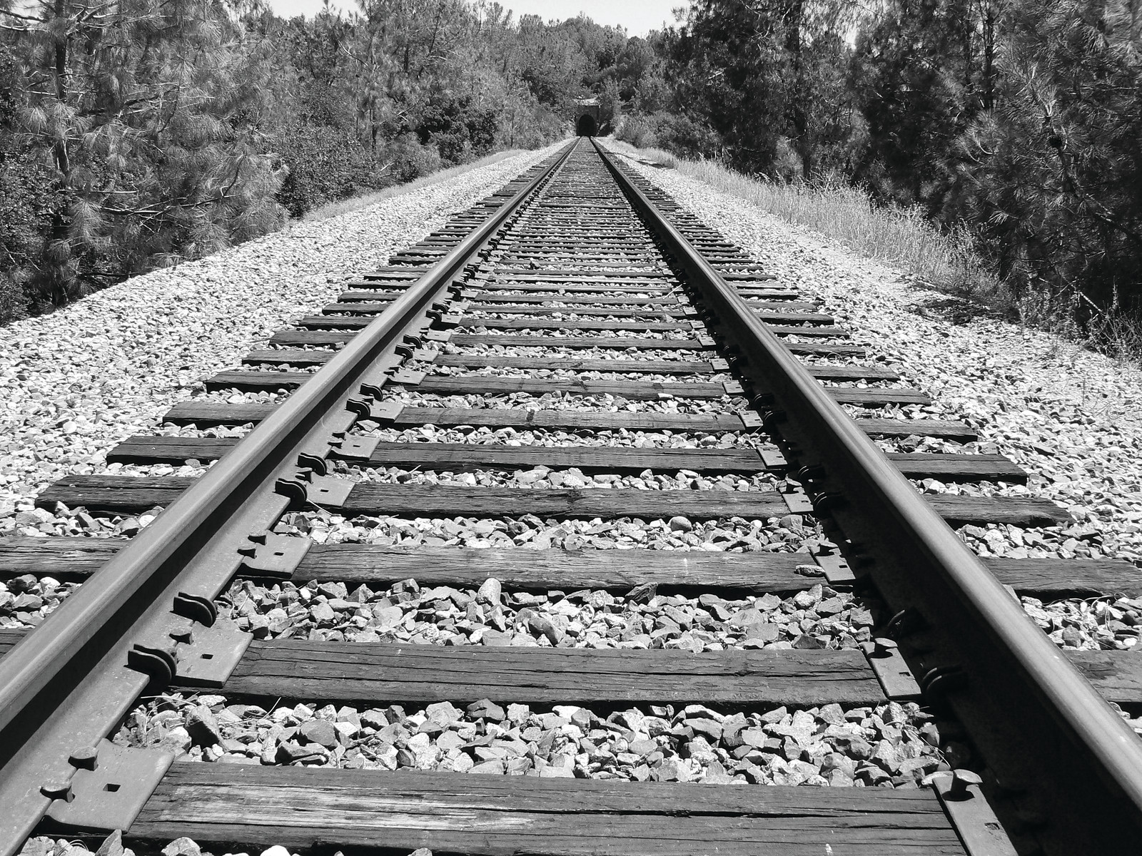 Railroad tracks receding through trees, black and white photograph — historic photograph