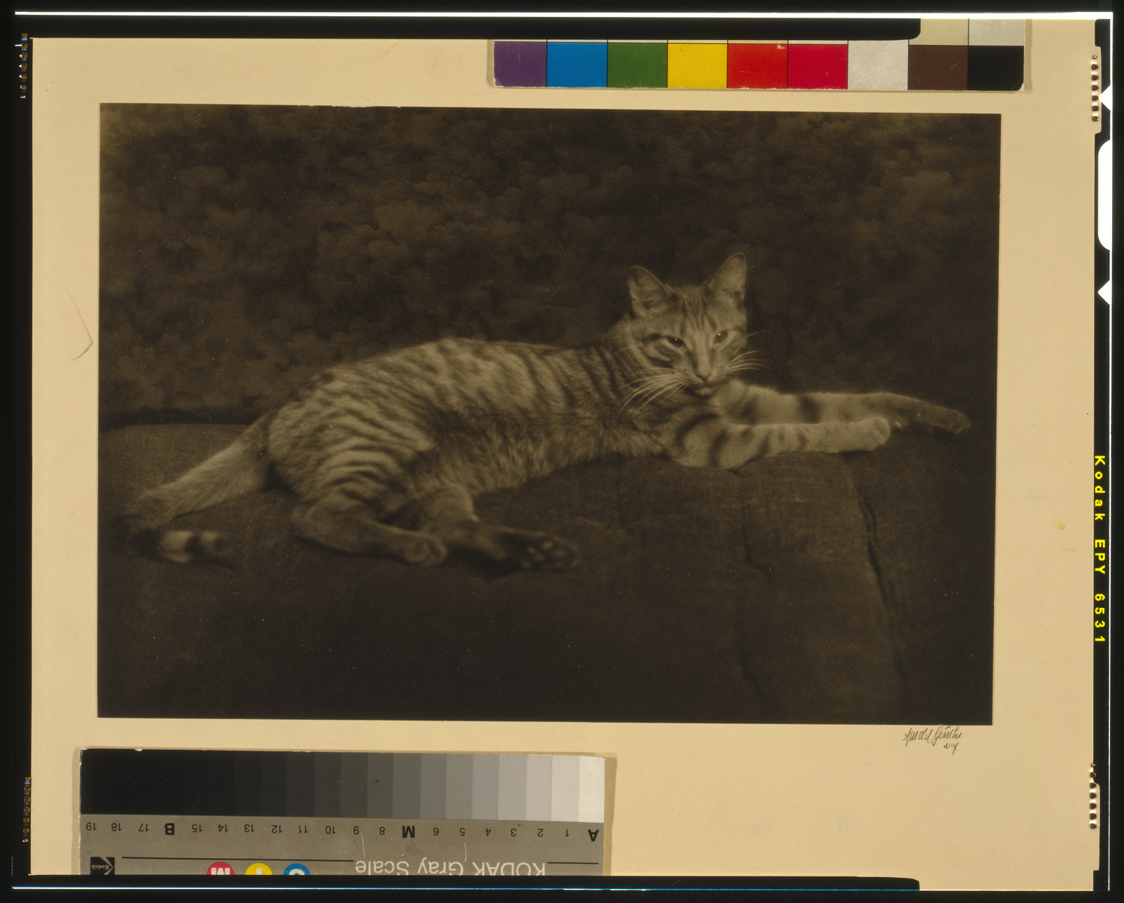 Tabby cat lying on a dark couch, sepia photograph — historic photograph