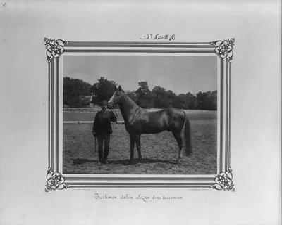[Turkoman: A reddish Turkoman horse] / Constantinople, Abdullah Frères.