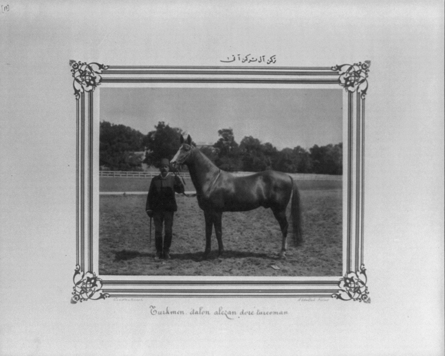 [Turkoman: A reddish Turkoman horse] / Constantinople, Abdullah Frères., [between 1880 and 1893] — historic photograph