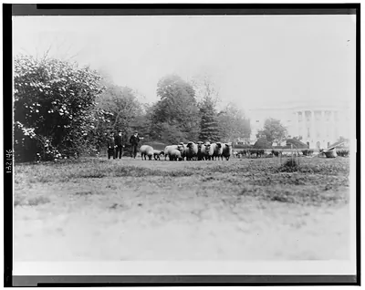 [Three men with White House sheep on south lawn]