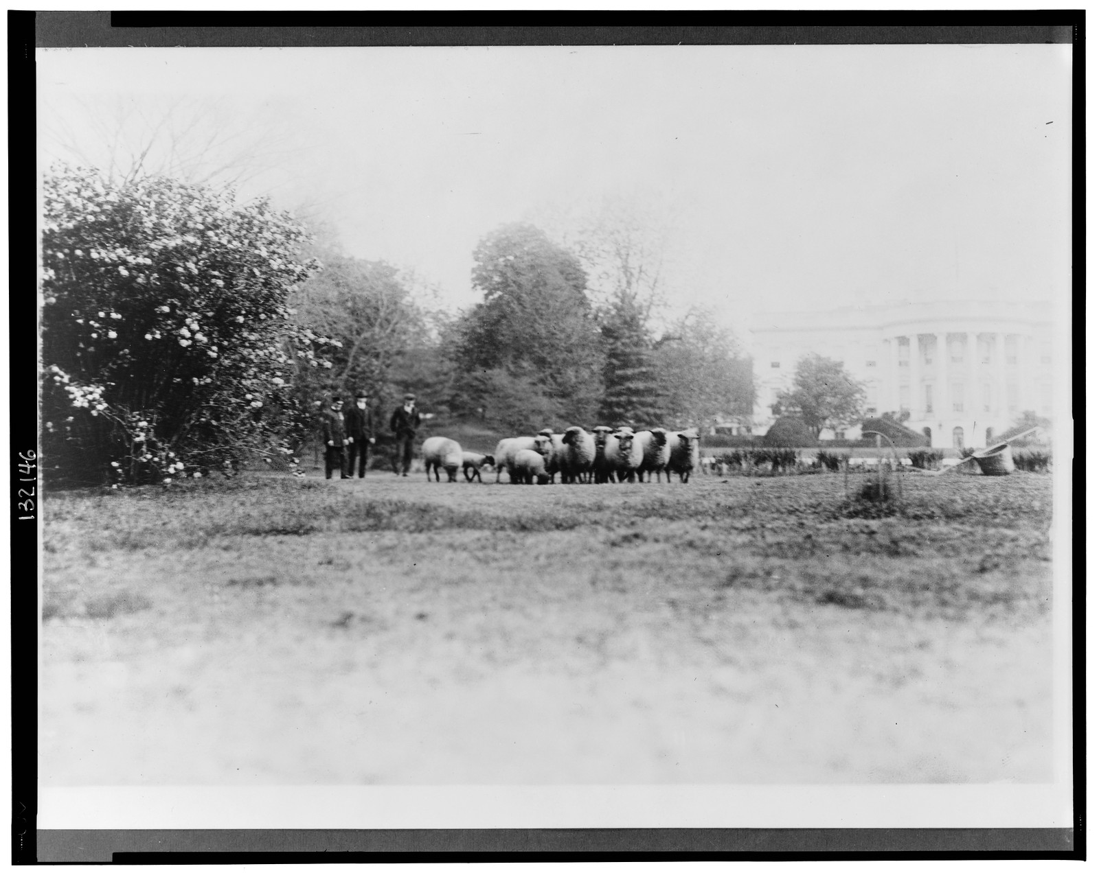 [Three men with White House sheep on south lawn], [between 1909 and 1932] — historic photograph
