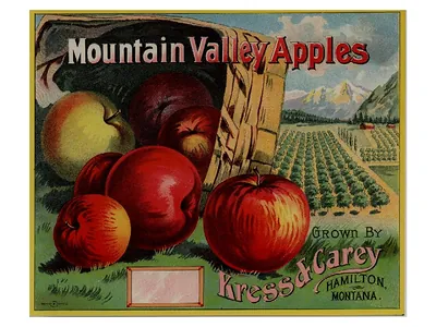 Mountain Valley Apples, grown by Kress & Carey, Hamilton, Montana