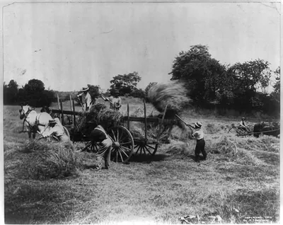 5 men loading hay on a horse-drawn wagon; 1 man with horse-drawn hay rake