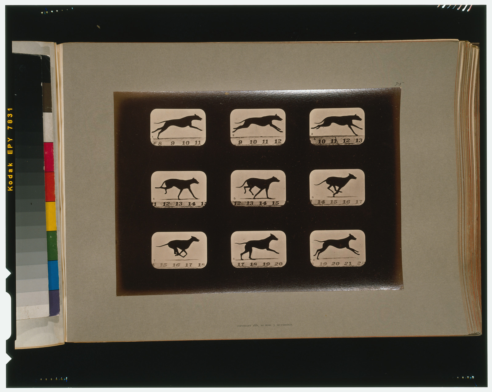 Greyhound, running, [San Francisco] : Muybridge, c1881. — historic photograph