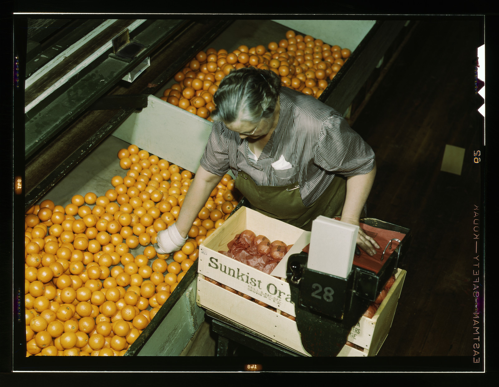 Woman packing oranges into Sunkist crate — historic image