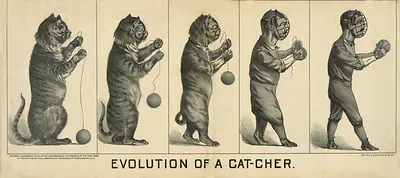 Evolution Of A Cat-cher