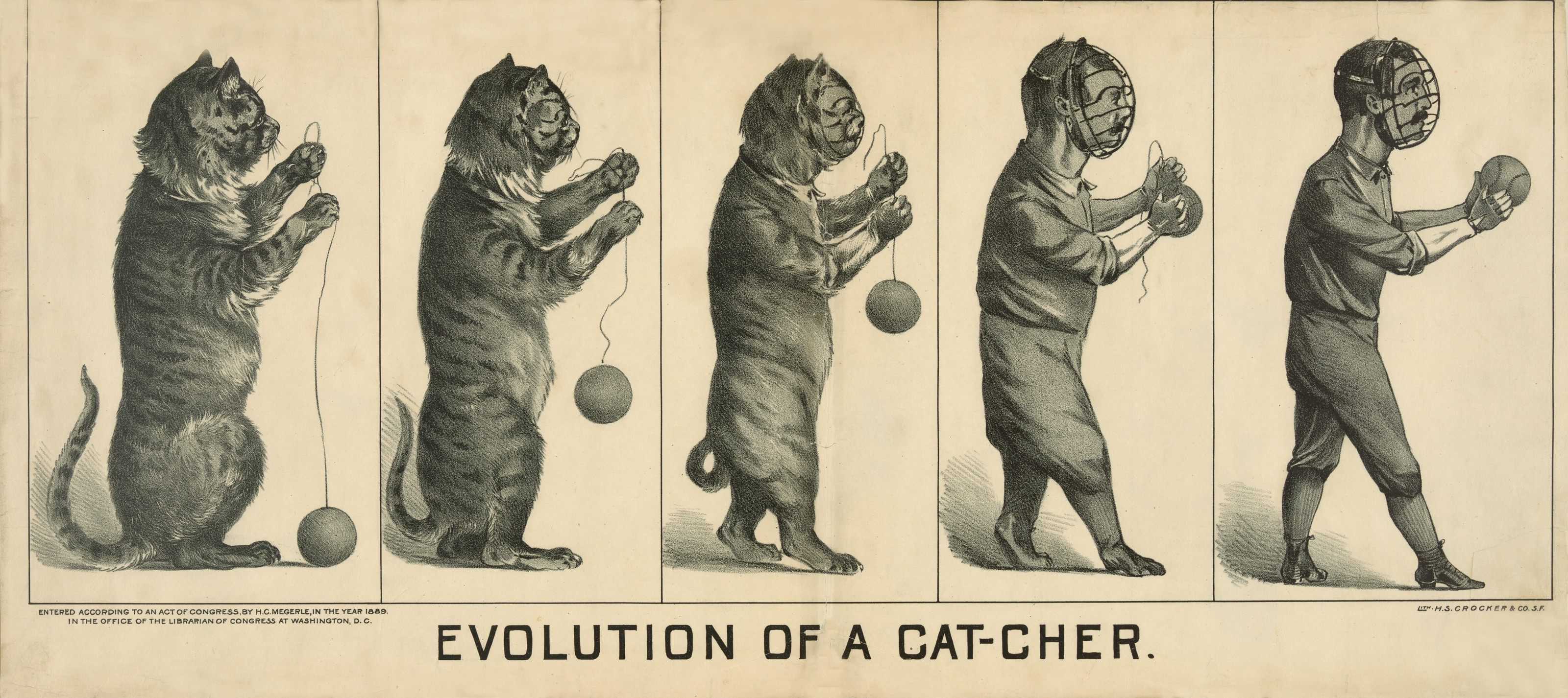 Evolution Of A Cat-cher, c. 1889 — historic image