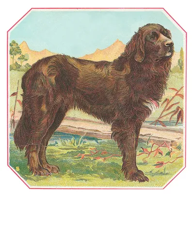 Brown dog standing in a landscape, octagonal chromolithograph card