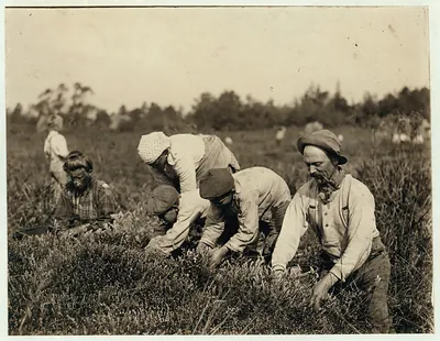 Nick Cechini, 10 years old, been picking for three years, and Joe Cechini, 12 years old, been picking five years. 1147 Deliheigh St., Philadelphia. Wit[ness] E.F. Brown. Theodore Budd's Bog at Turkeytown, near Pemberton, N.J. This is the fourth week of school in Philadelphia, and people will stay here two weeks more. Location: Pemberton, New Jersey.