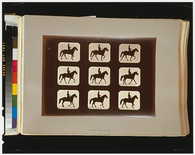 Horses. Ambling or single foot