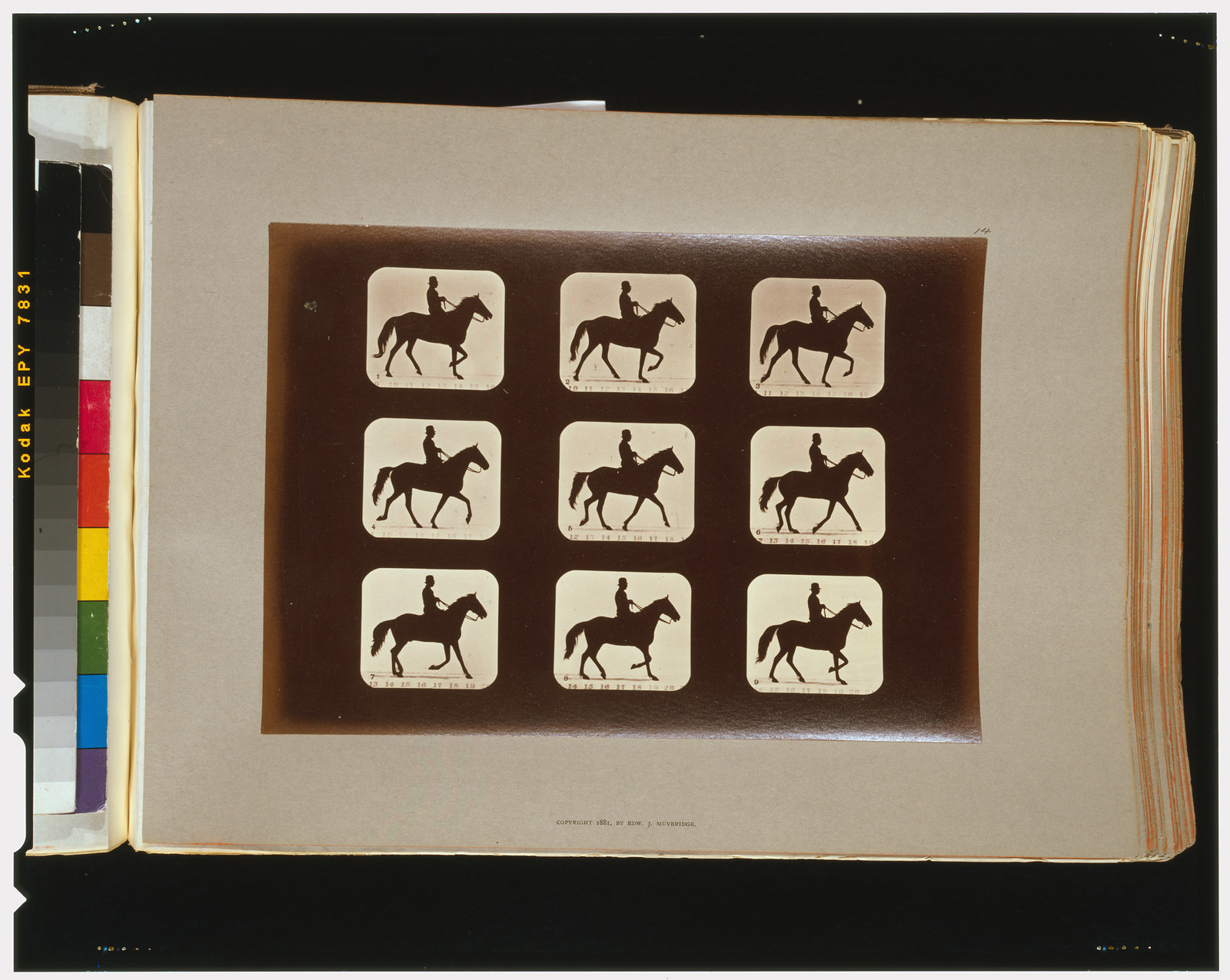 Horses. Ambling or single foot, [San Francisco] : Muybridge, c1881. — historic photograph