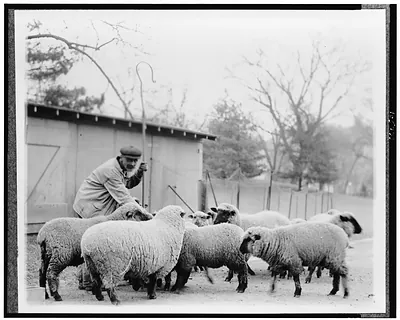 [Man with White House sheep]