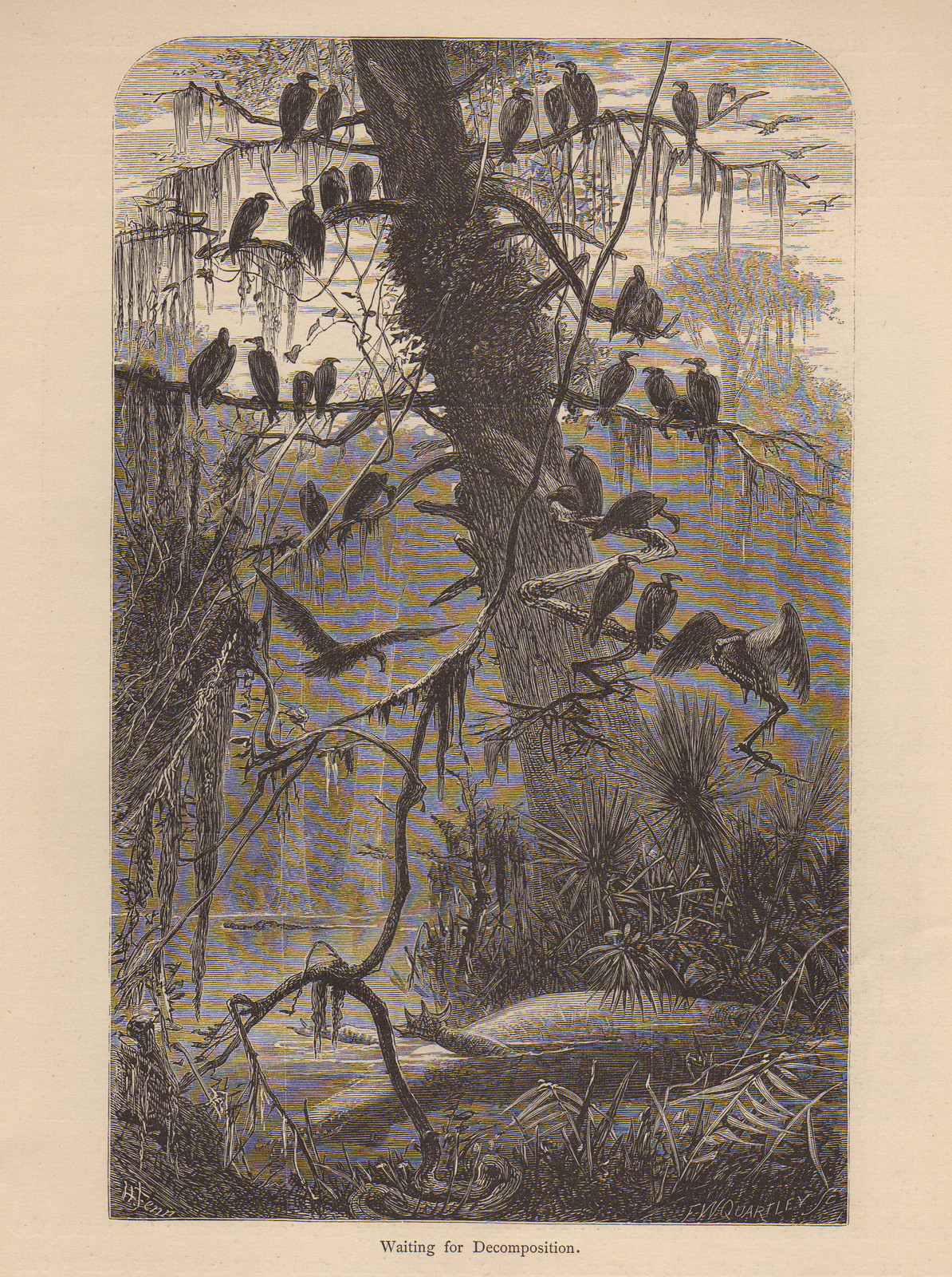 Waiting for Decomposition — historic image
