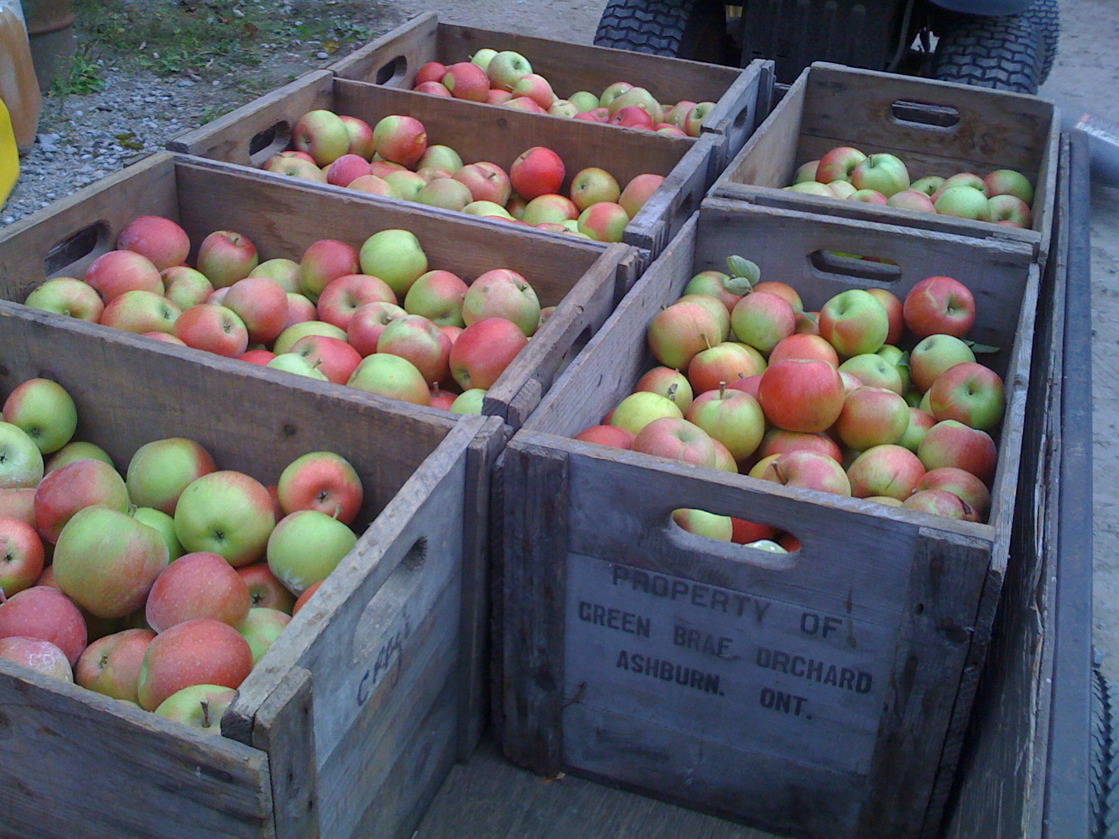Apple crates stencilled Property of Green Brae Orchard, Ashburn, Ont. — historic image